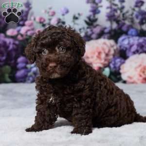Oscar, Havapoo Puppy